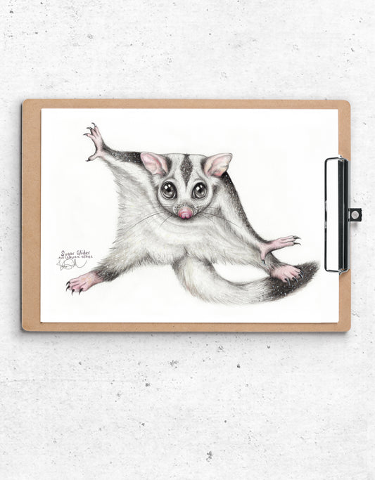 Sugar Glider