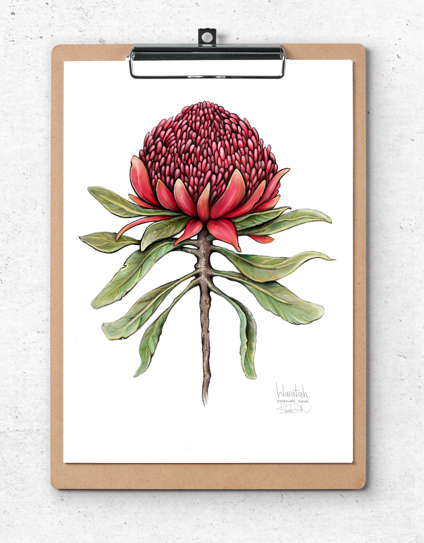 Waratah