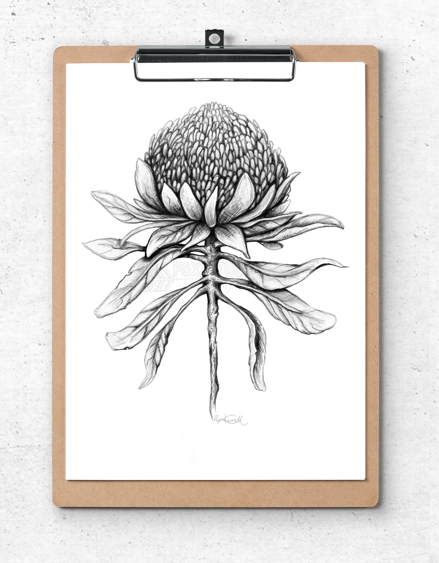 Waratah