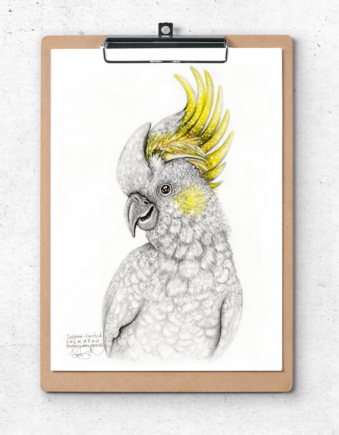 Sulphur Crested White Cockatoo