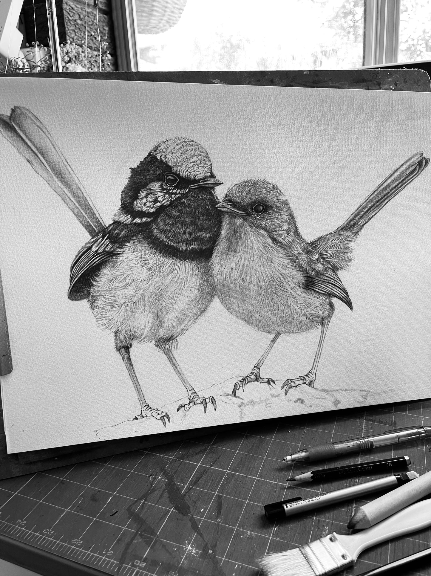 Superb Fairy Wrens