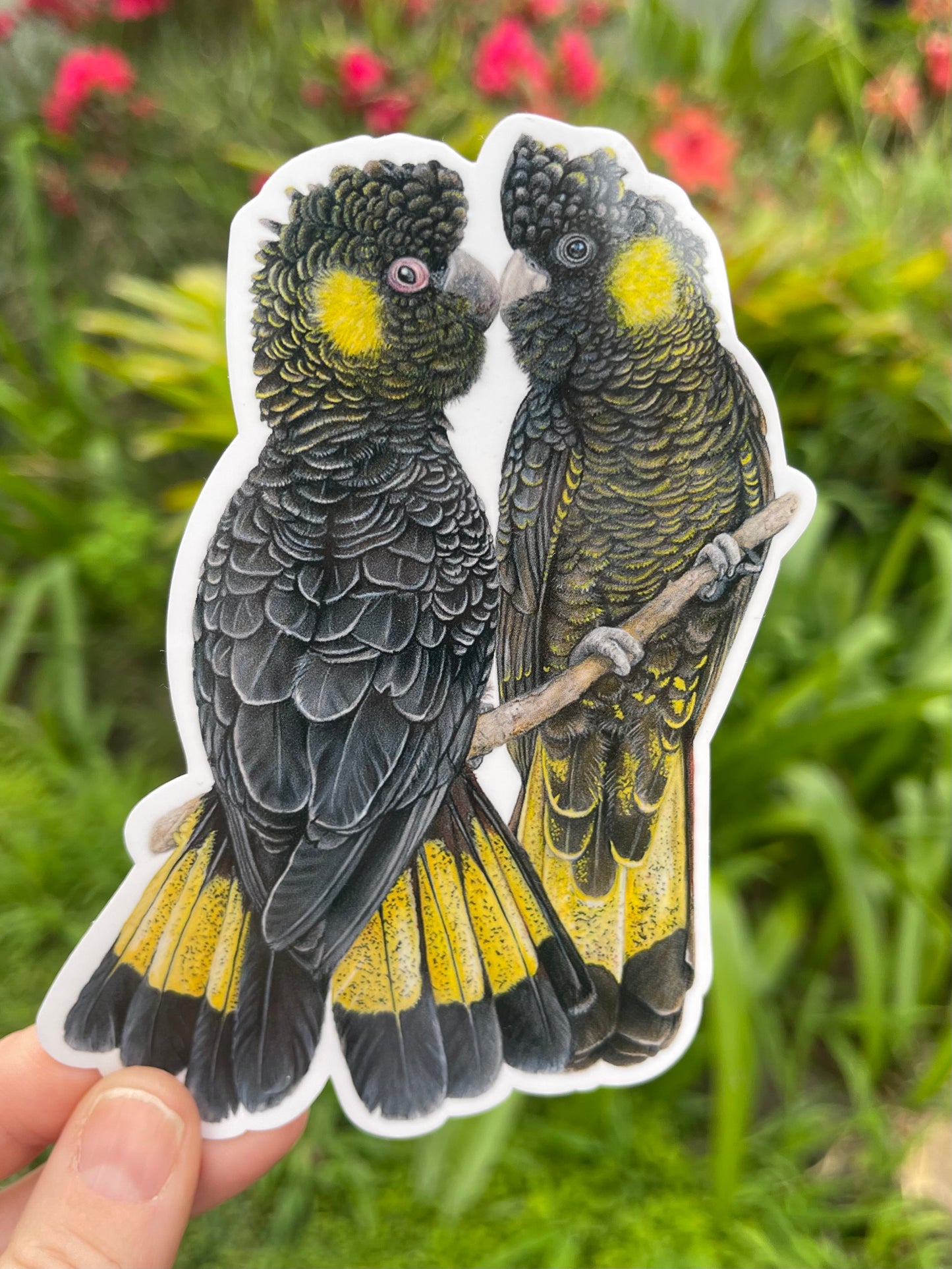 Yellow tailed Black Cockatoos Vinyl Sticker