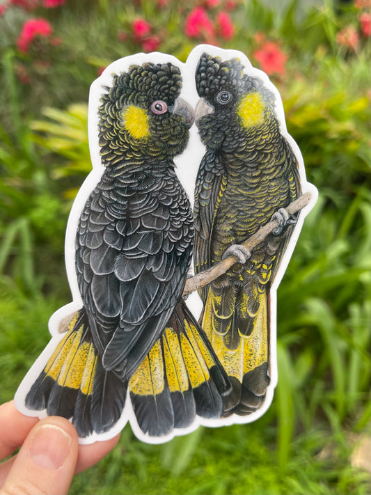 Yellow tailed Black Cockatoos Vinyl Sticker