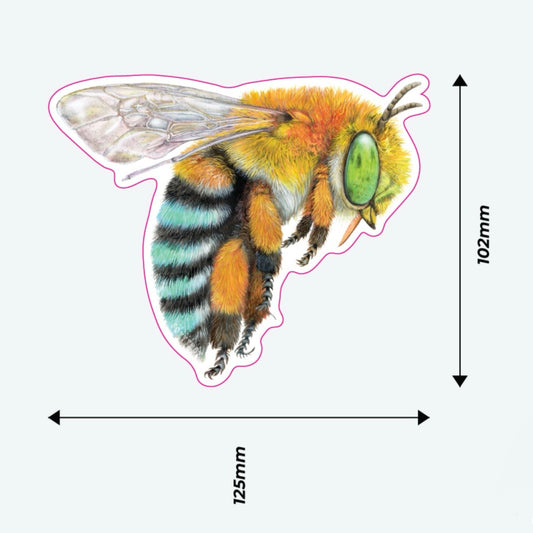 Blue Banded Bee Vinyl Sticker