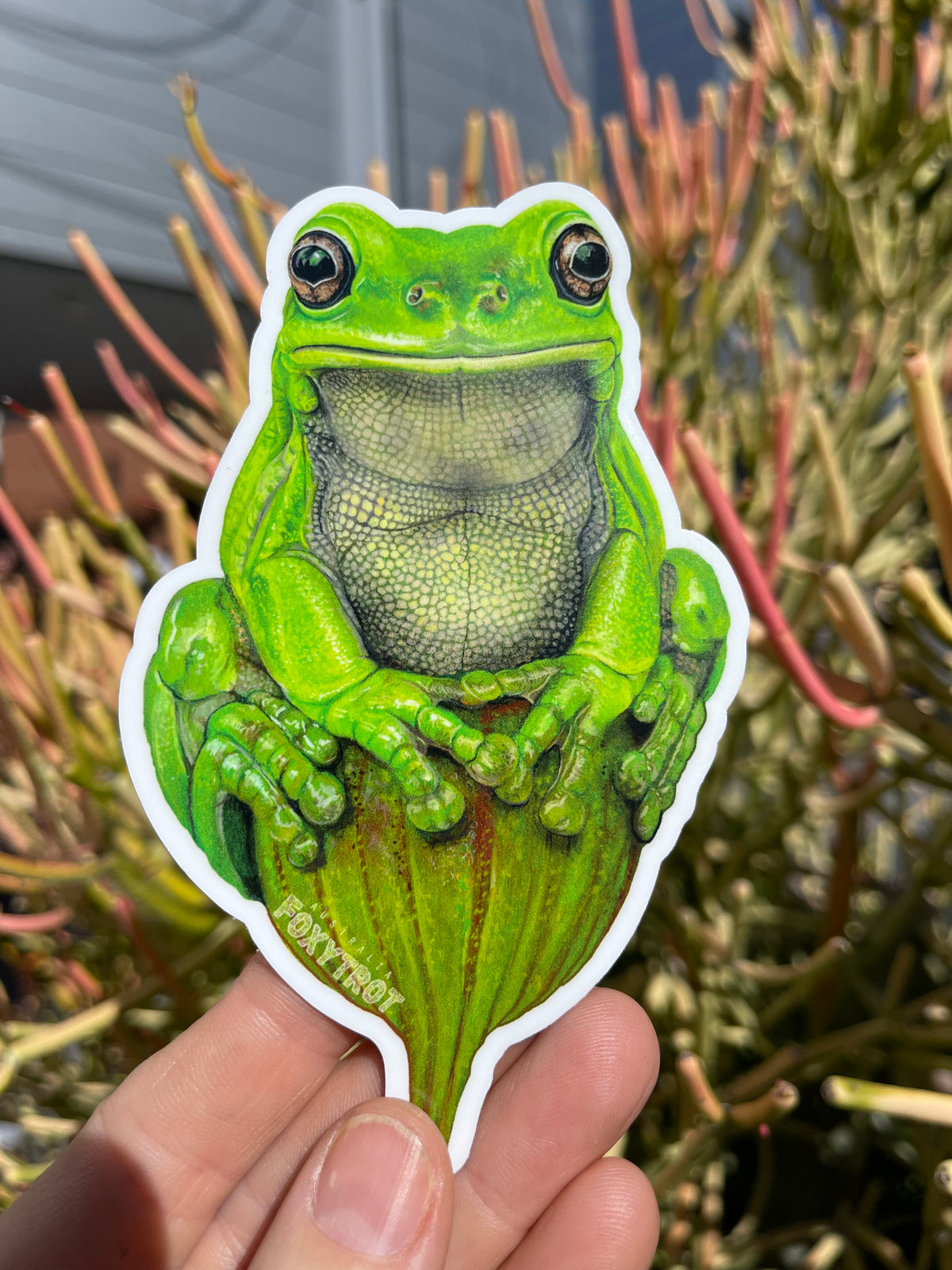 Green Tree Frog Vinyl Sticker
