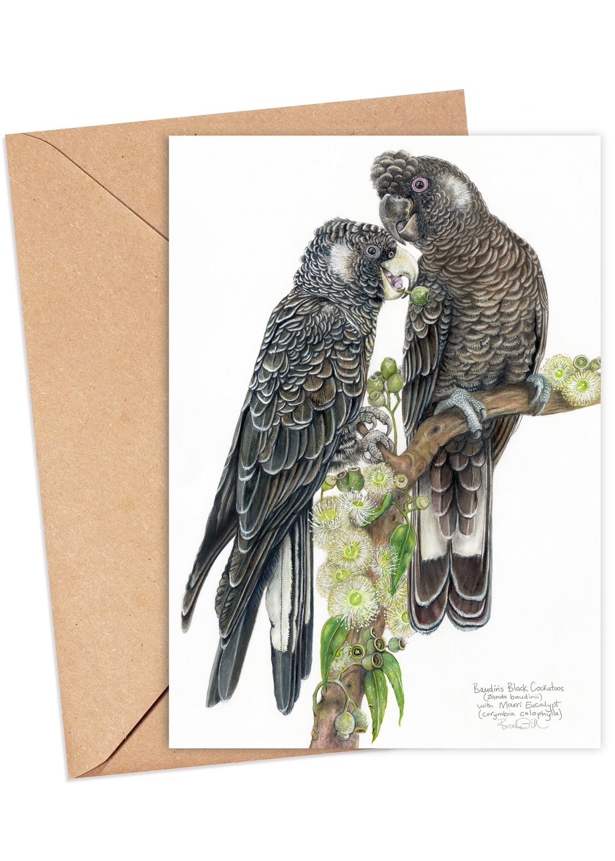 Baudin's Black Cockatoos Card