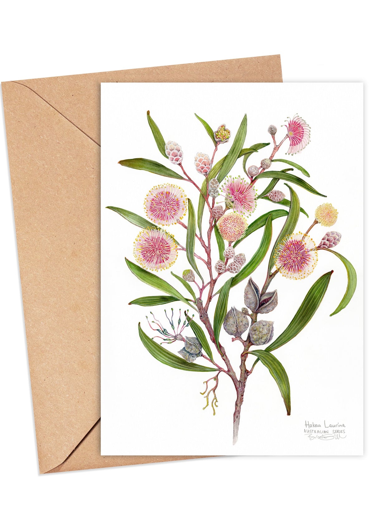 Hakea laurina Card