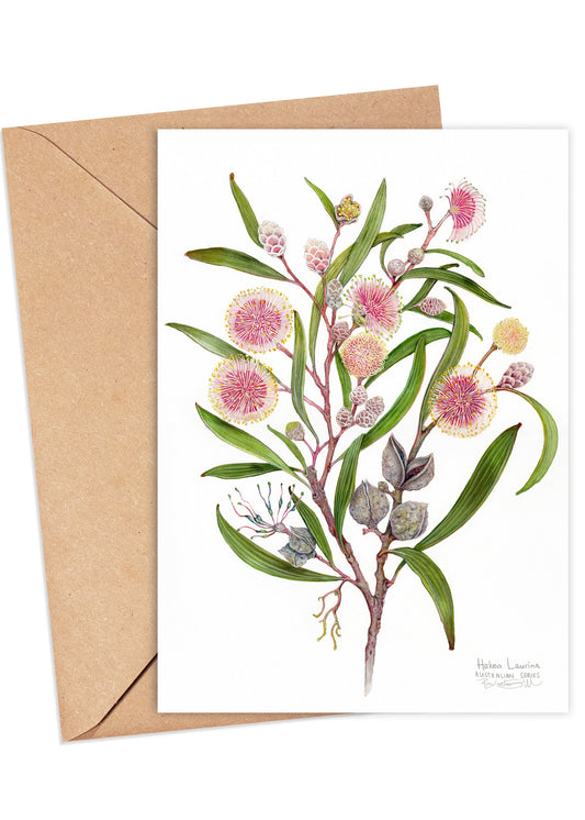 Hakea laurina Card