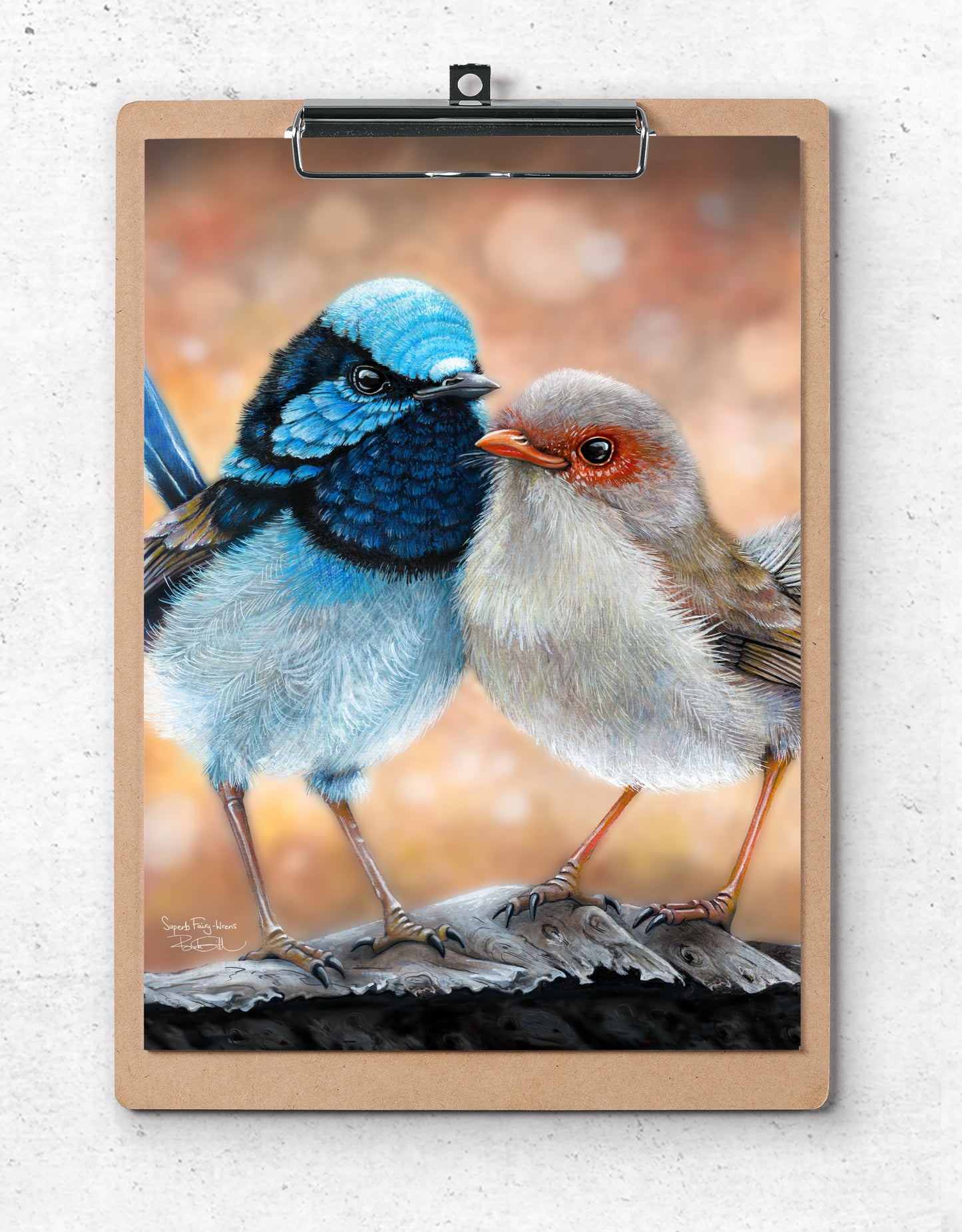 Superb Fairy Wrens