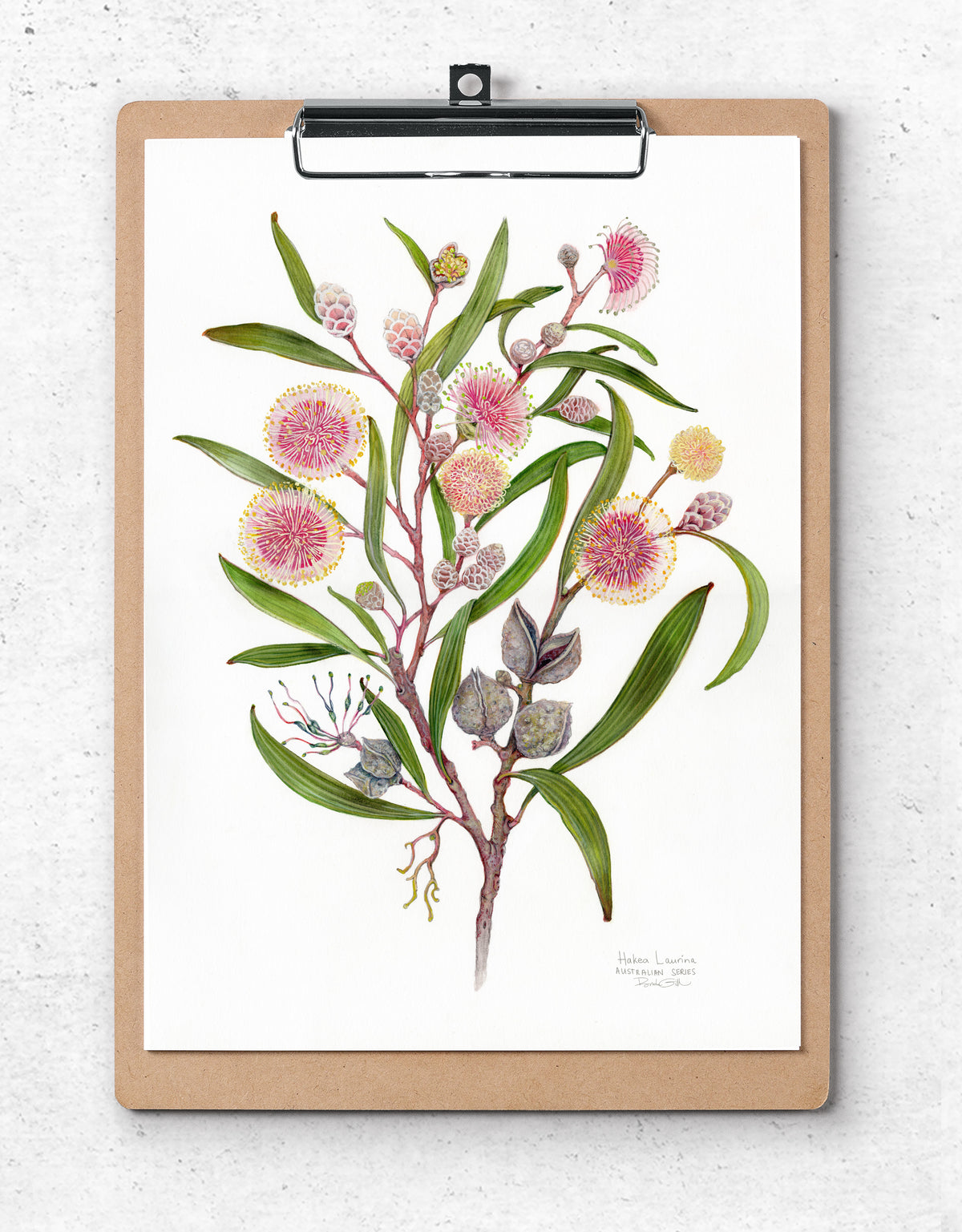 Hakea laurina