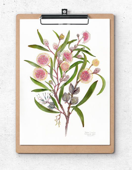 Hakea laurina