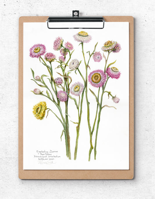 Paper Daisies