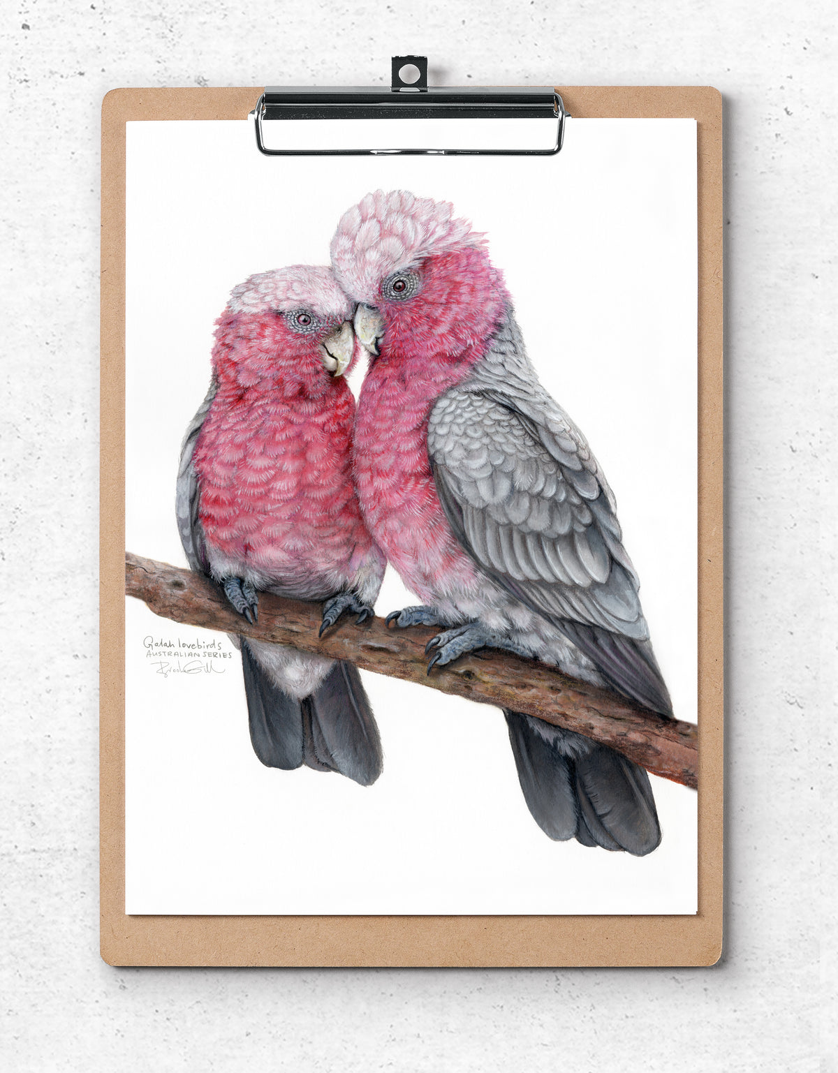 Galah Lovebirds