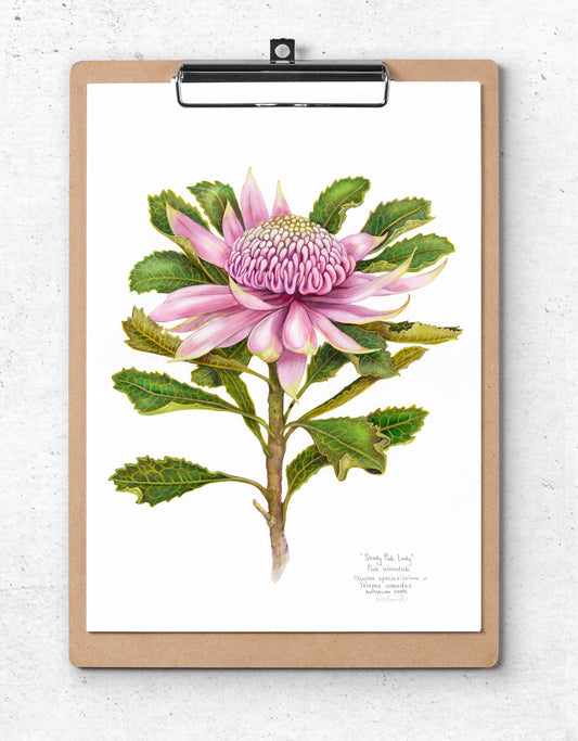 Pink Waratah