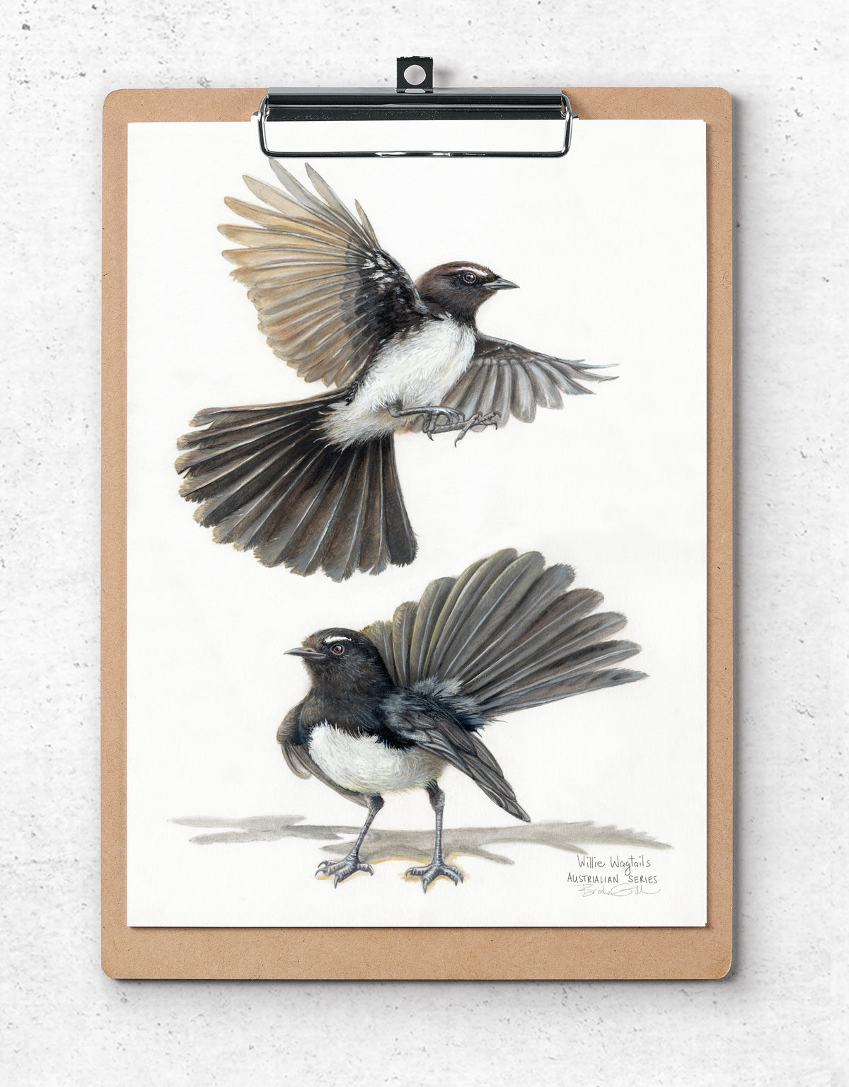Willie Wagtails