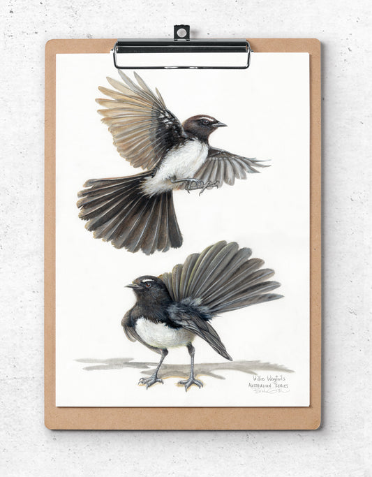 Willie Wagtails