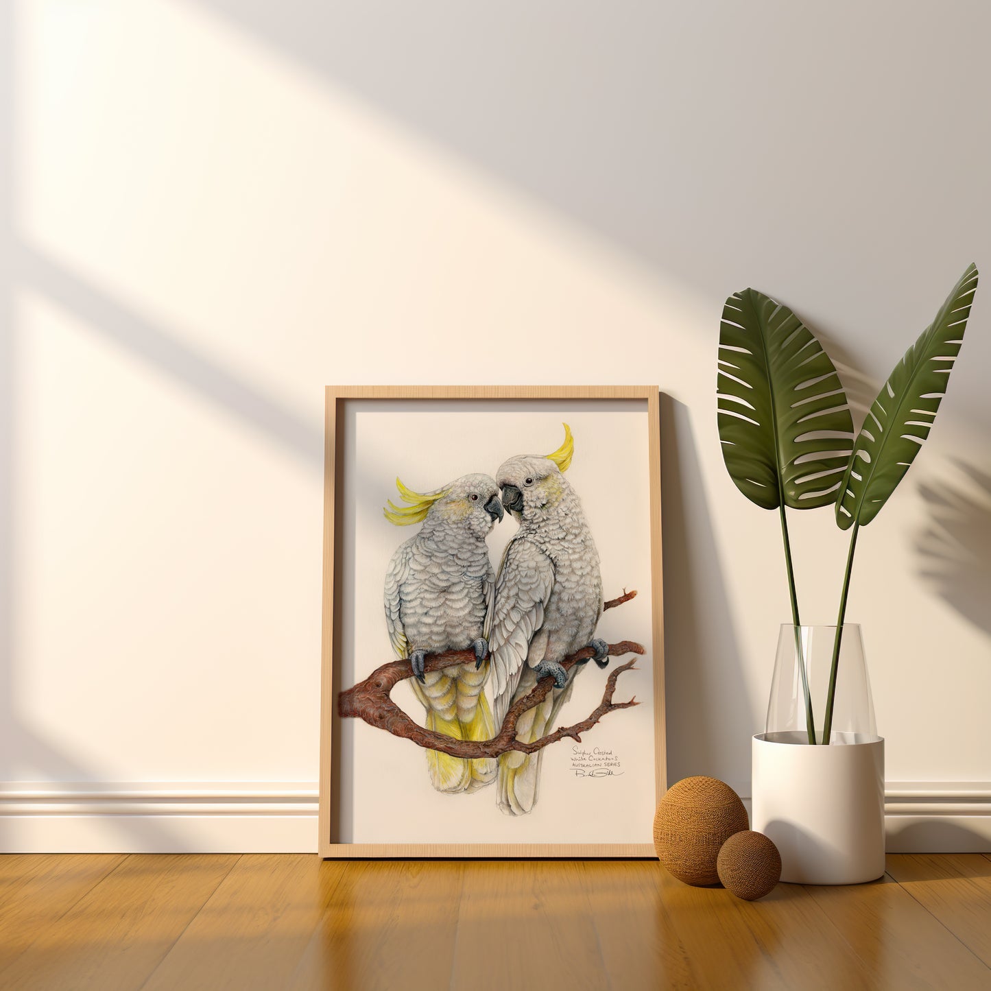 Sulphur Crested Cockatoos