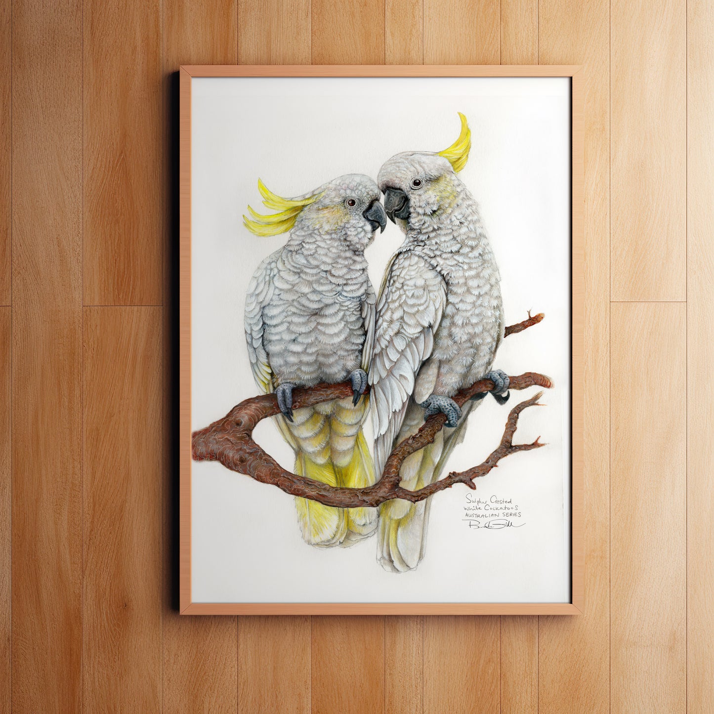 Sulphur Crested Cockatoos