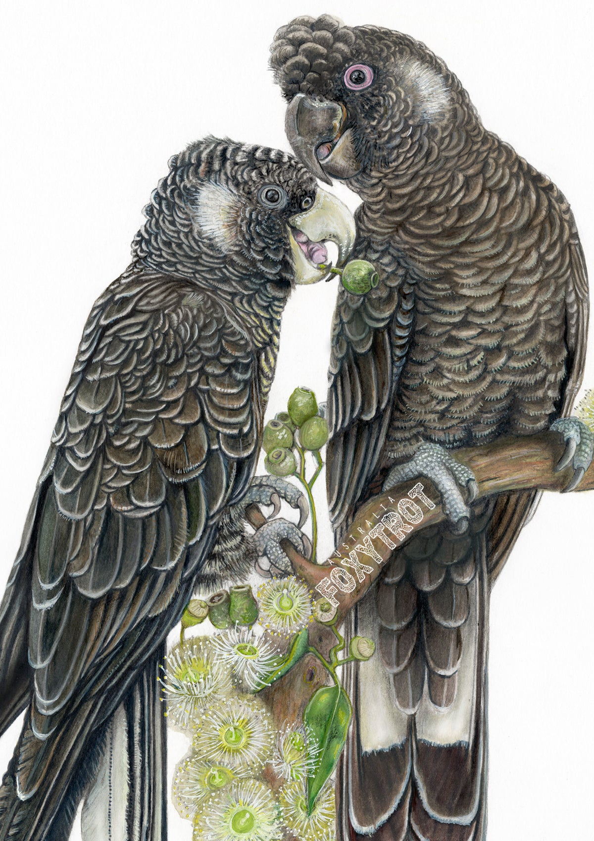 Baudin's Black Cockatoos Card