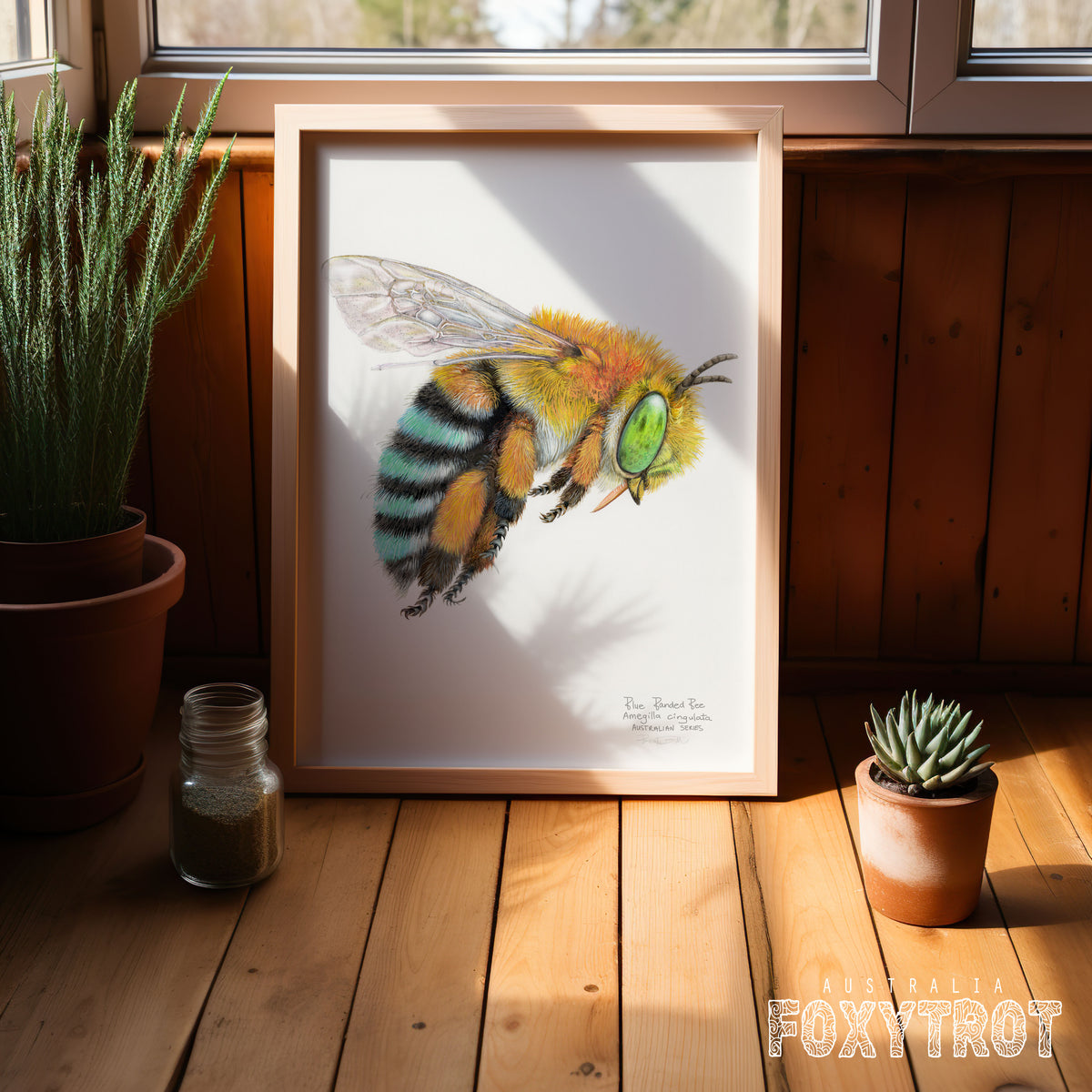 Blue Banded Bee