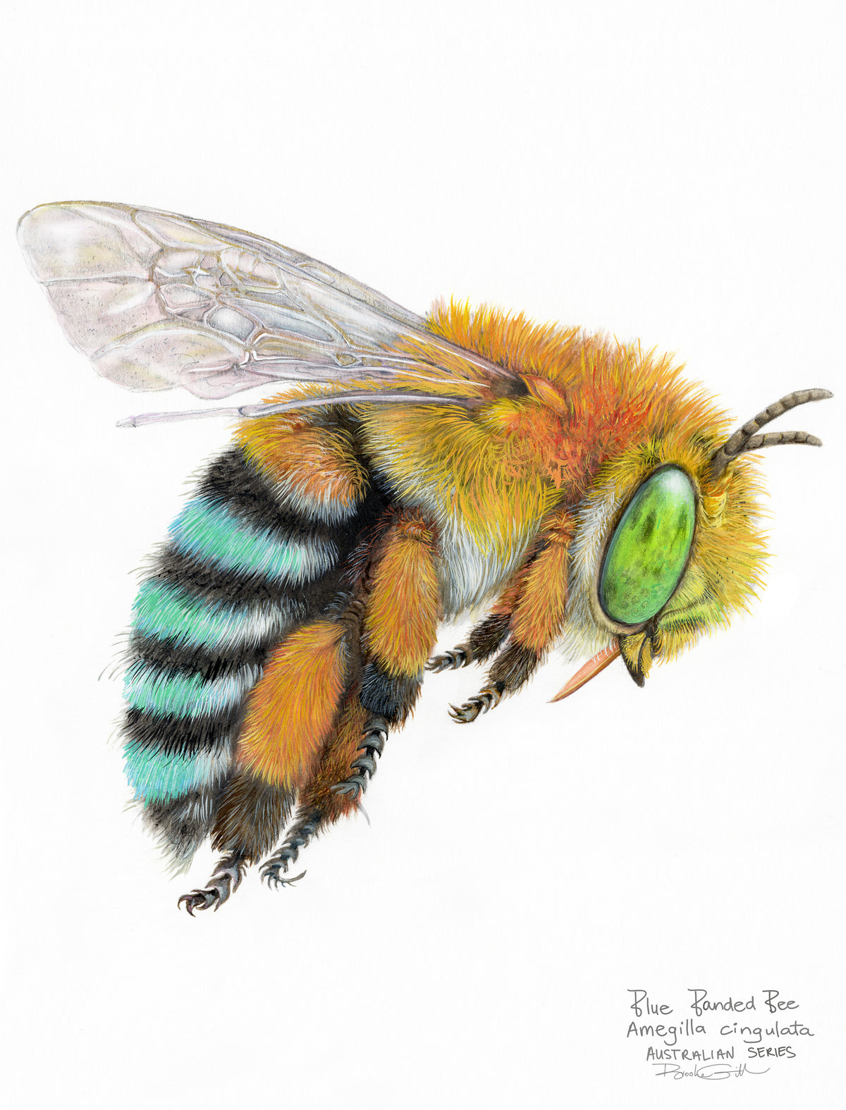 Blue Banded Bee Tea Towel