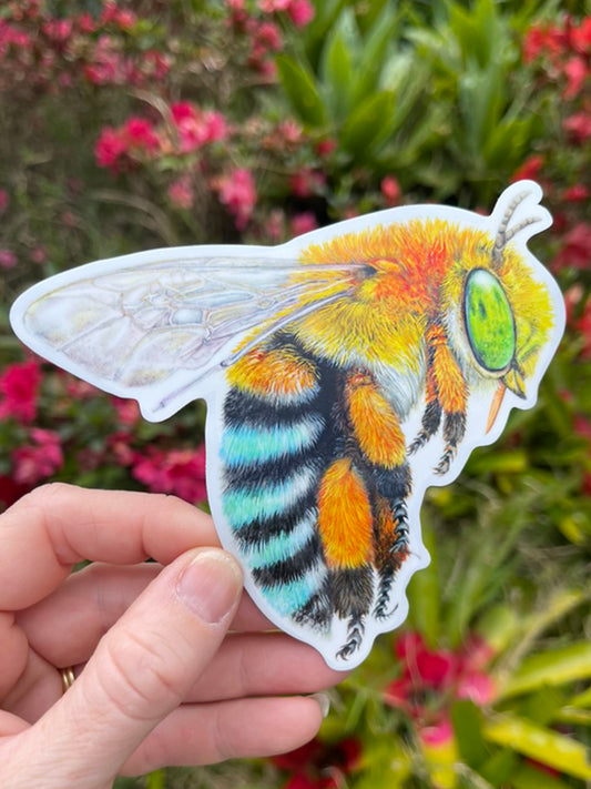 Blue Banded Bee Vinyl Sticker