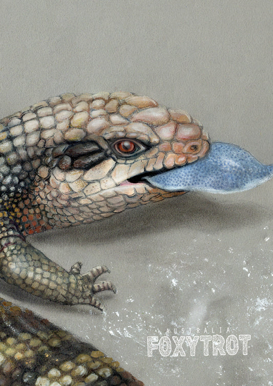 Eastern Blue Tongue Lizard