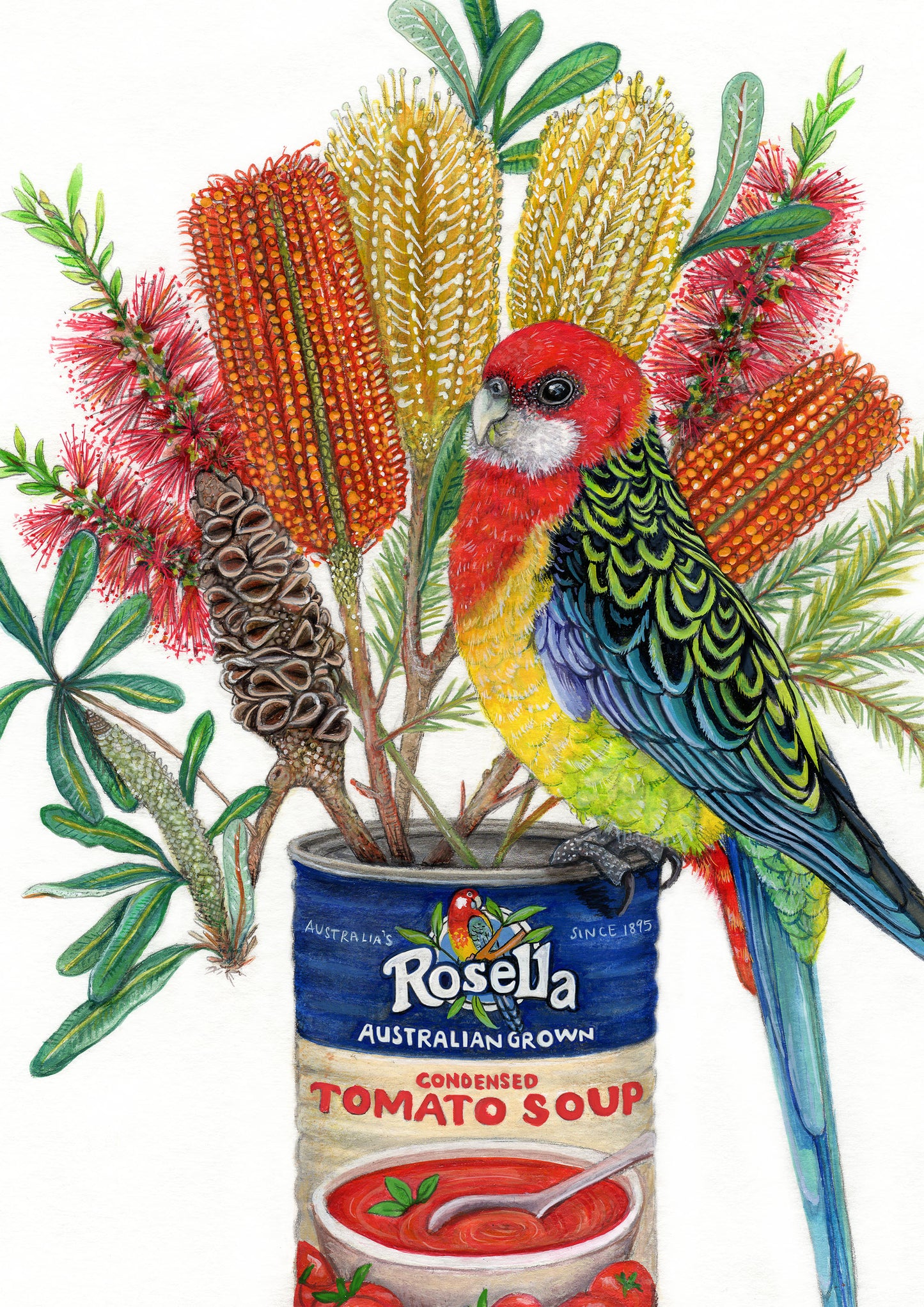 Botanic Rosella