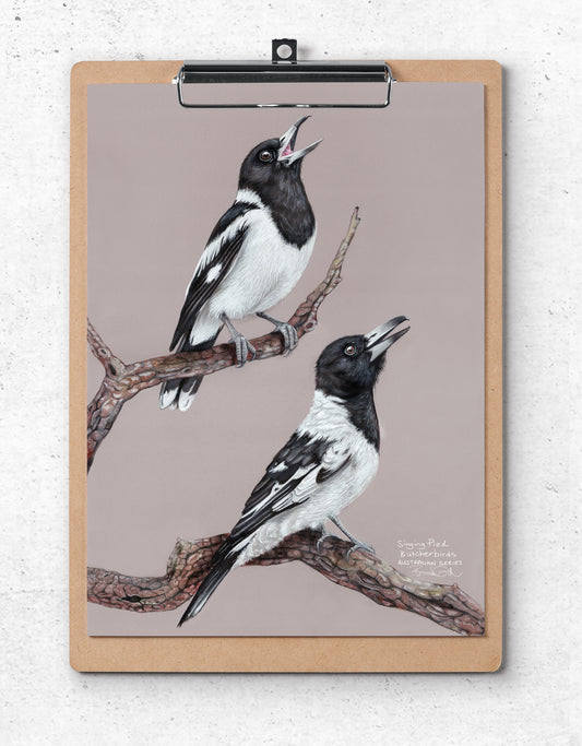 Pied Butcherbirds