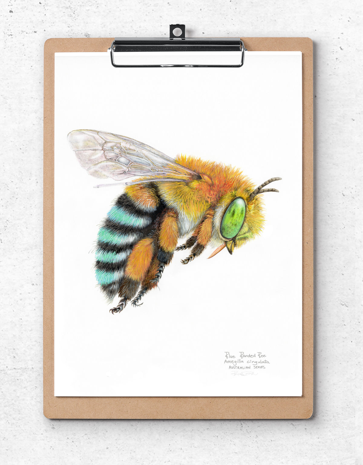 Blue Banded Bee