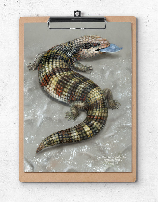 Eastern Blue Tongue Lizard