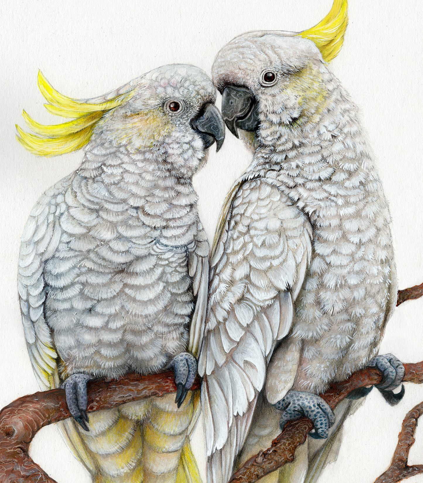 Sulphur Crested Cockatoos
