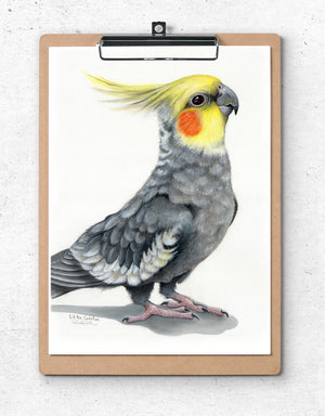 Bill the Cockatiel Card