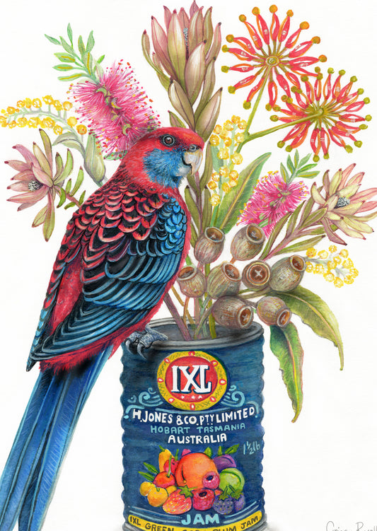 Crimson Rosella Card