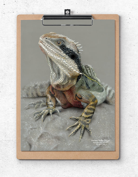Eastern Water Dragon