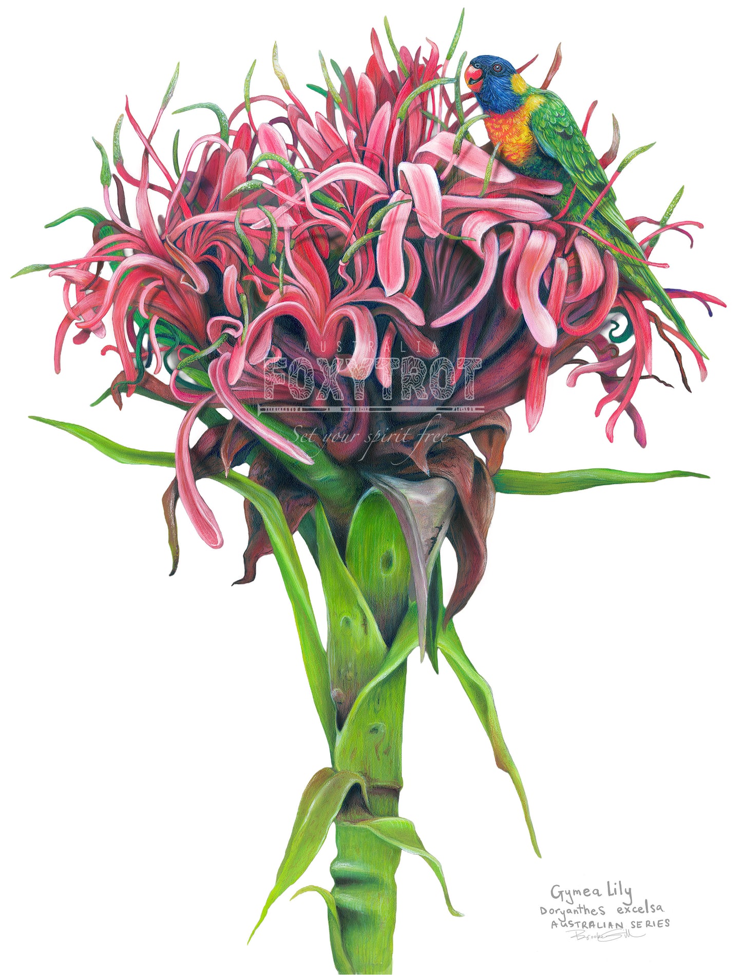 Gymea Lily Tea Towel