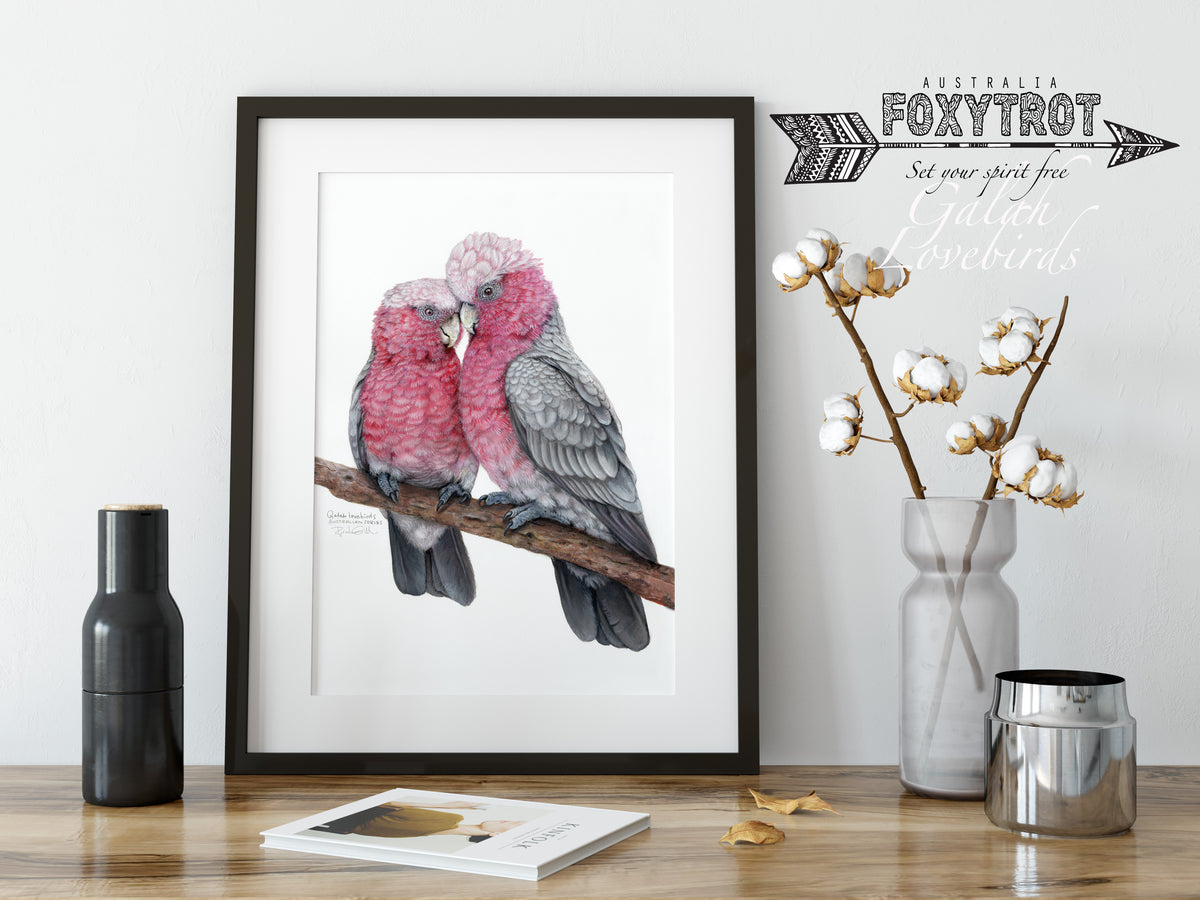 Galah Lovebirds