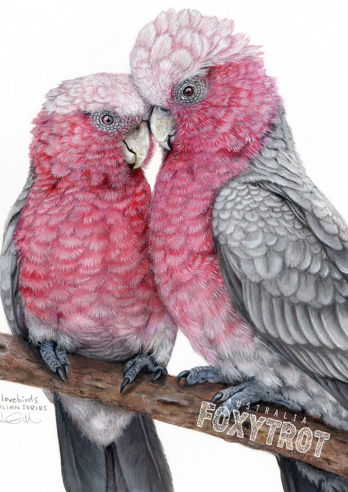 Galah Lovebirds