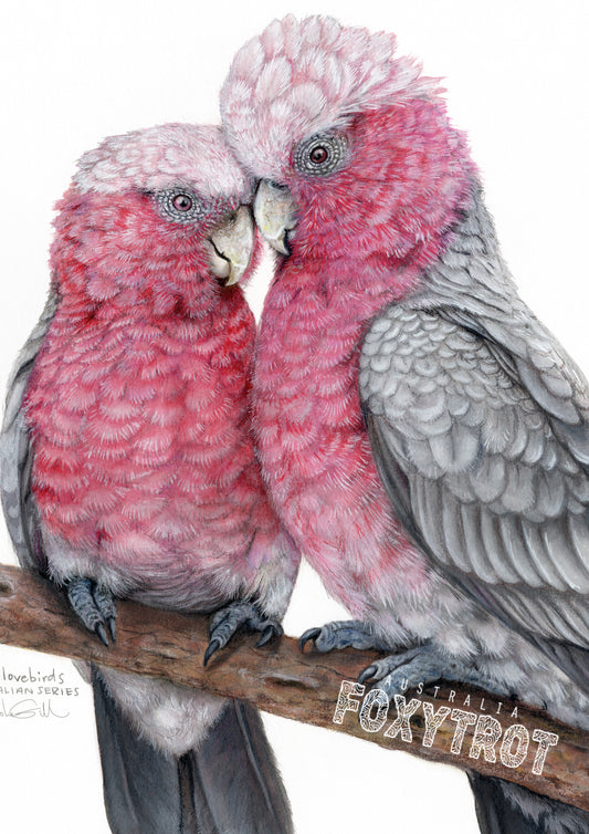 Galah Lovebirds Card