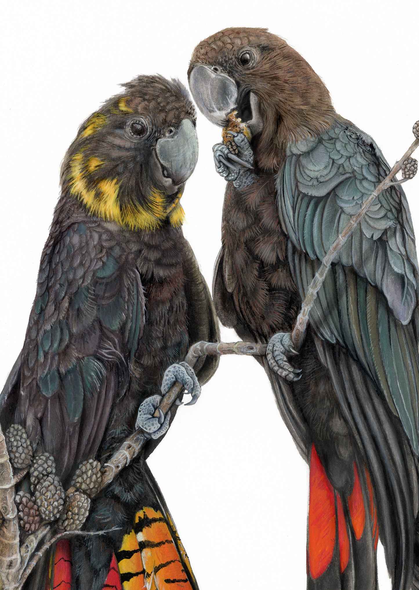 Glossy Black Cockatoos