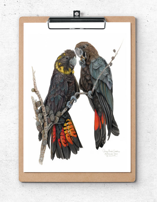 Glossy Black Cockatoos