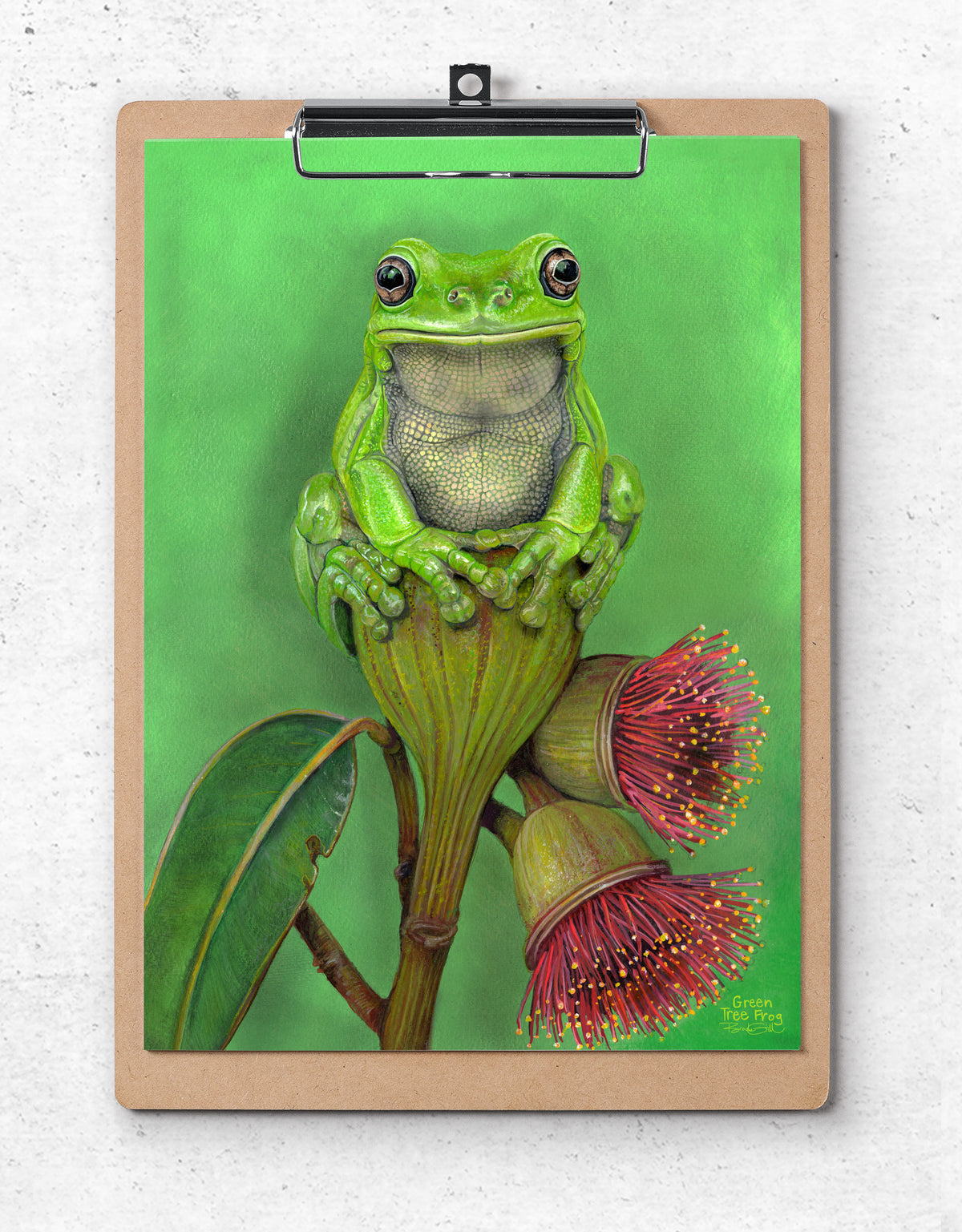 Green Tree Frog