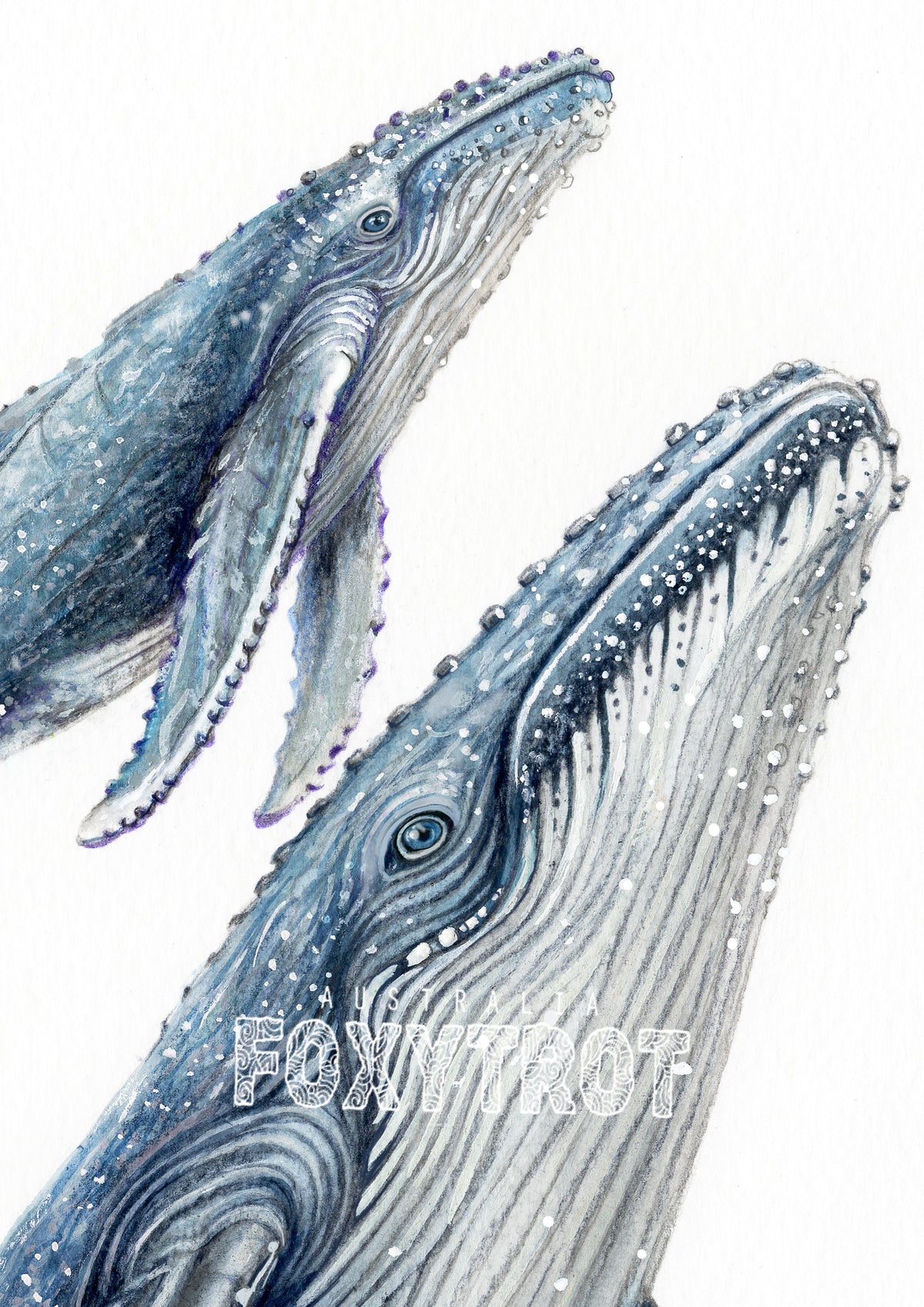 Humpback Whales