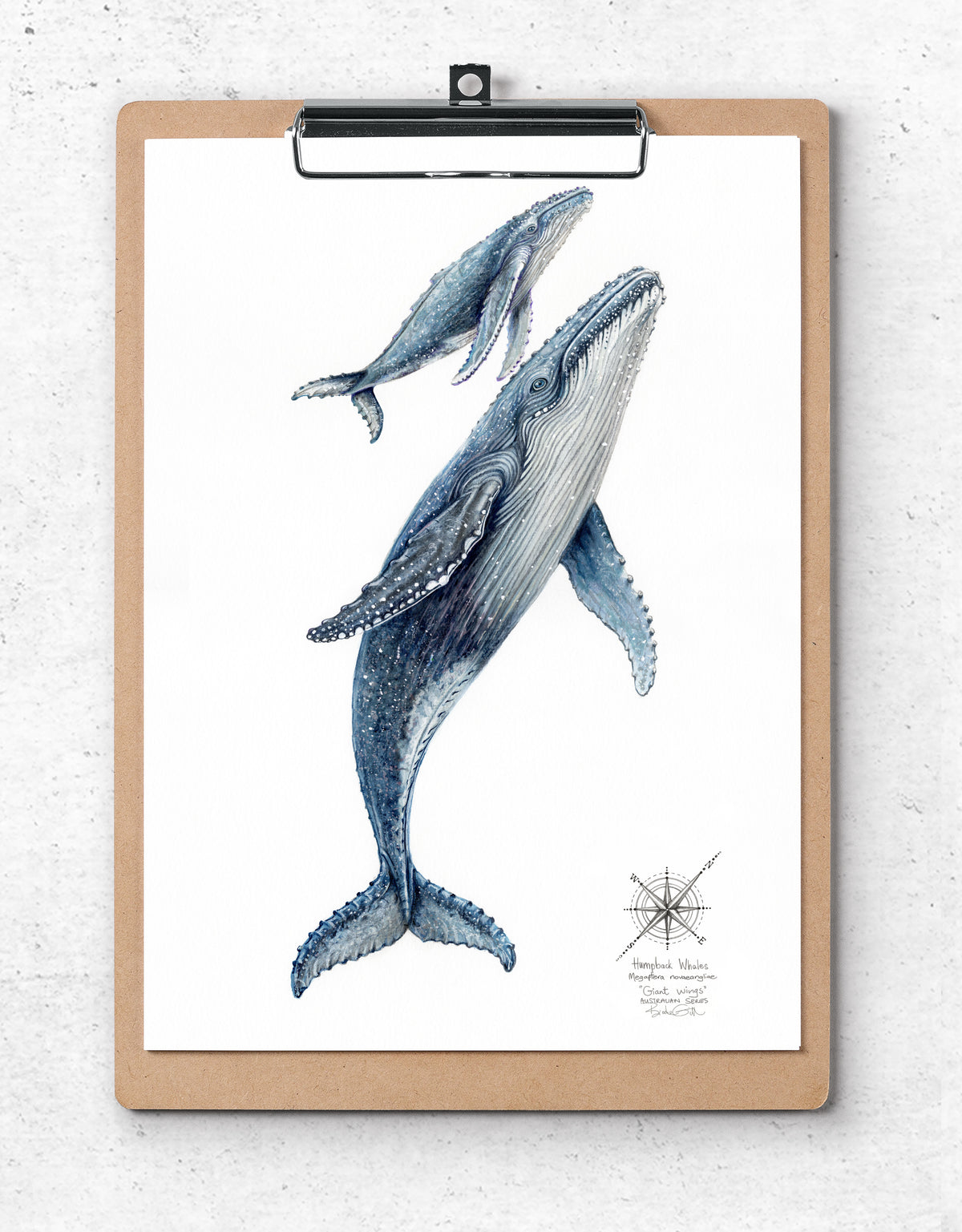 Humpback Whales