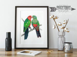 King Parrot Lovebirds