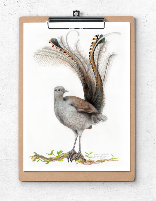 Lyrebird