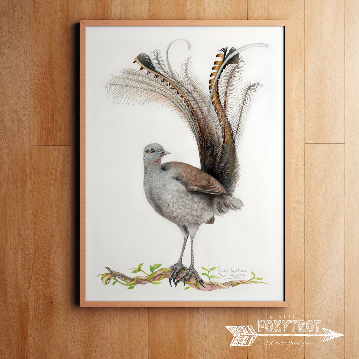 Lyrebird