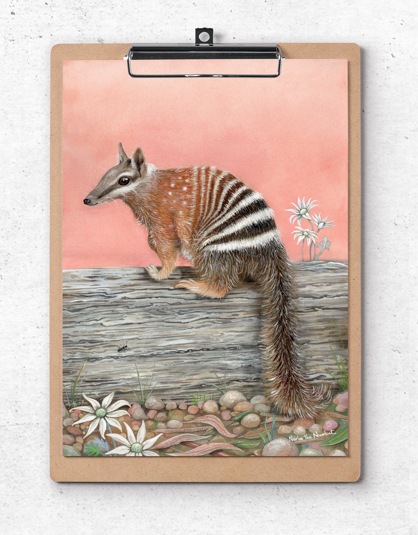 Narloo the Numbat