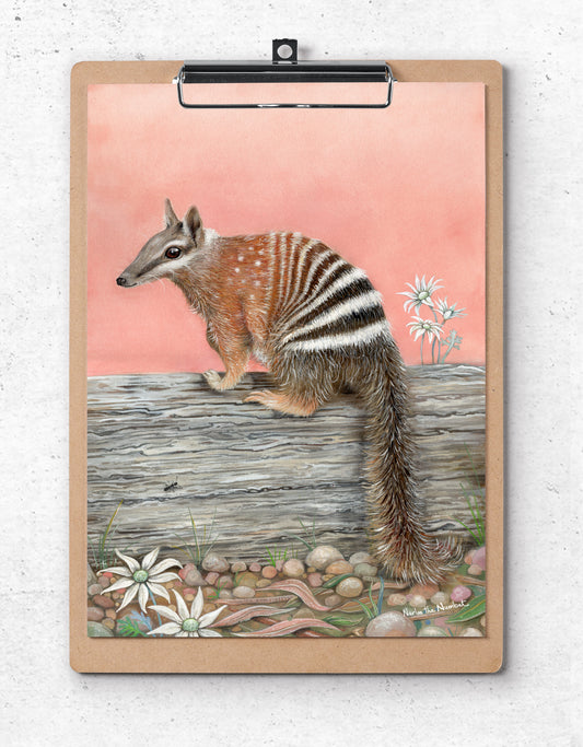 Narloo the Numbat