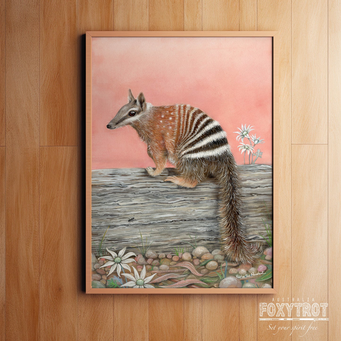 Narloo the Numbat